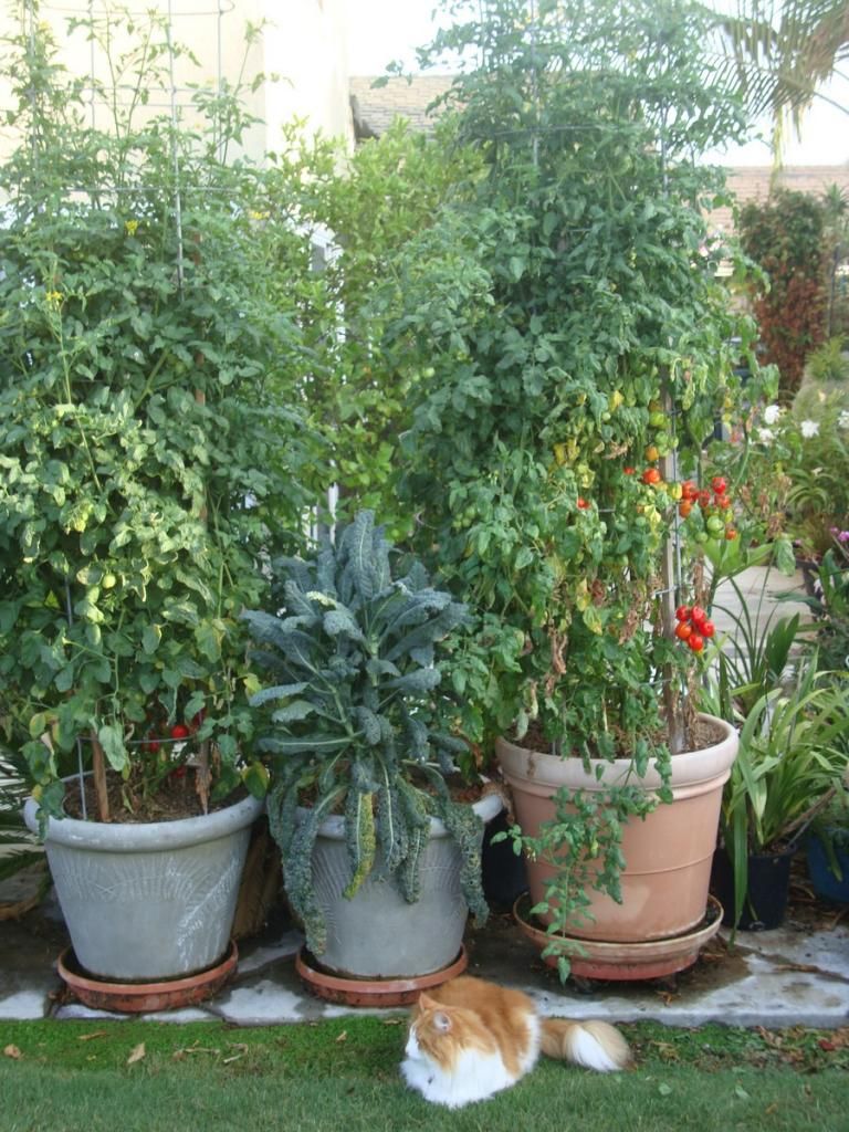  photo DSC05161Copy.jpg